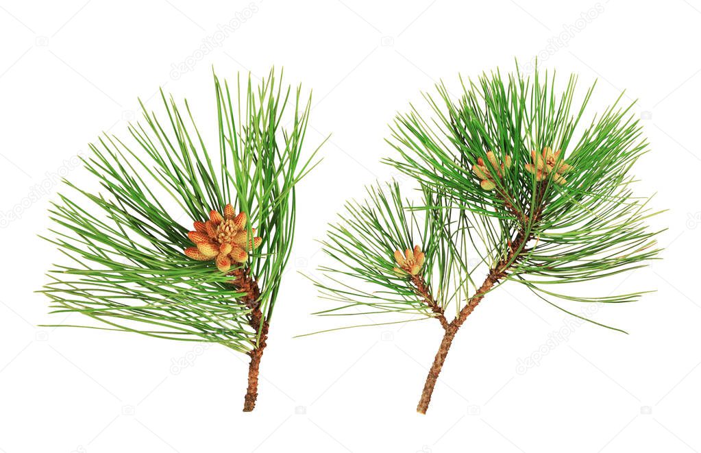 green pine leaves isolated on white background                   