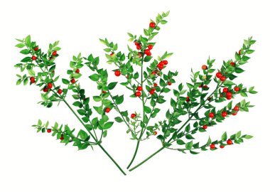 Kırmızı Holly Şubesi