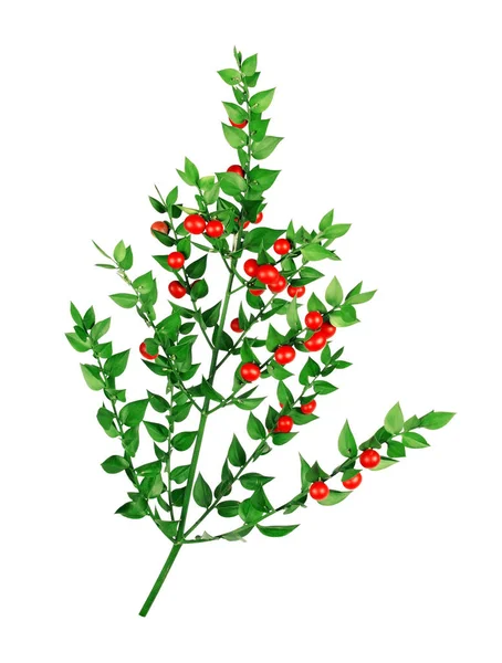 Kırmızı süpürge Şubesi