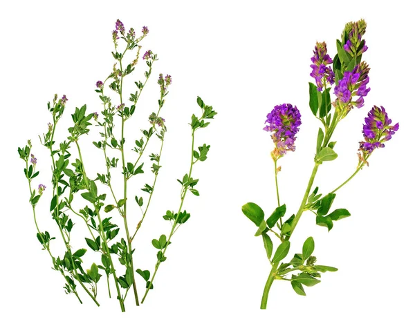 Fili Erba Medica Viola — Foto Stock