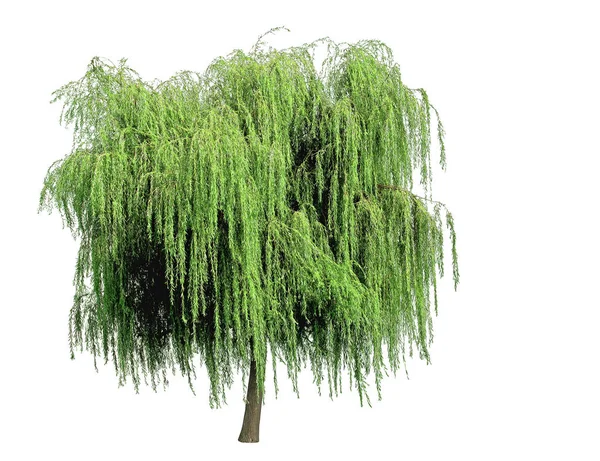 Weeping Willow Isolated White Backgroundsony Dsc — Stock Photo, Image