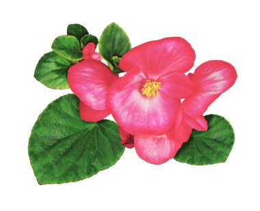 Beyaz arka plan üzerinde izole kapatmak Begonias çiçek.                