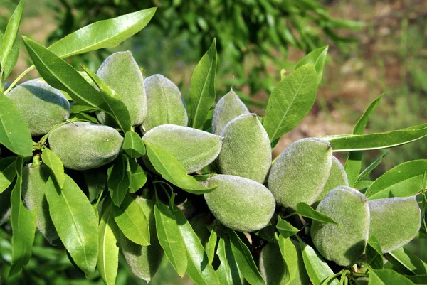 Abundant green almonds on the branch.