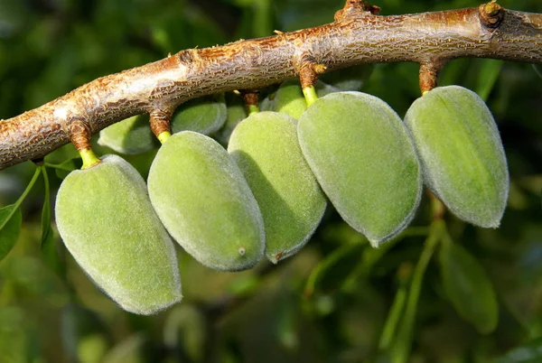 Alignments of green almonds on a branch.