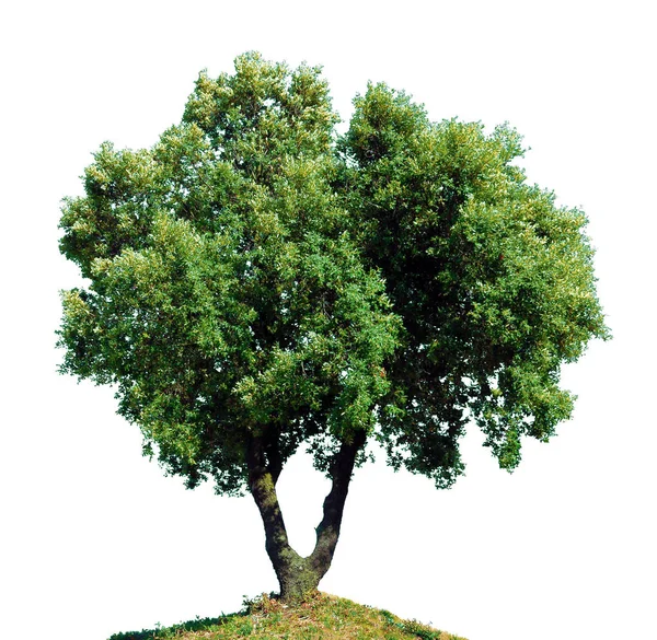 Chêne Vert Avec Double Tronc Isolé Sur Fond Blanc — Photo