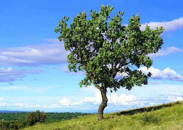White oak on a background of cloudy blue sky.