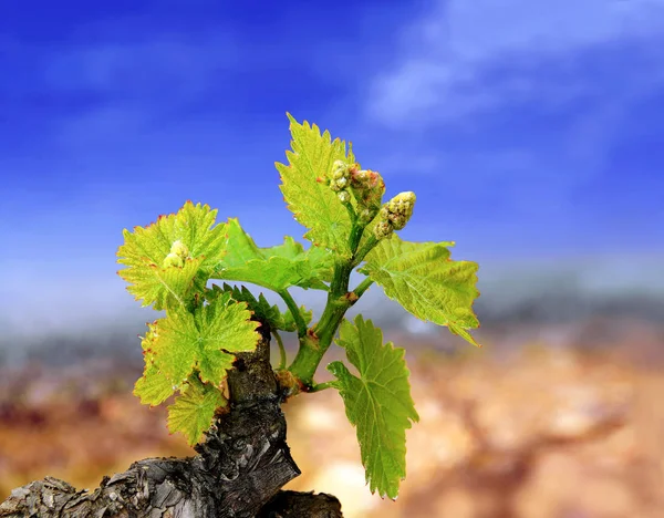 Young Tender Shoots Vine Spring — Stock Photo, Image