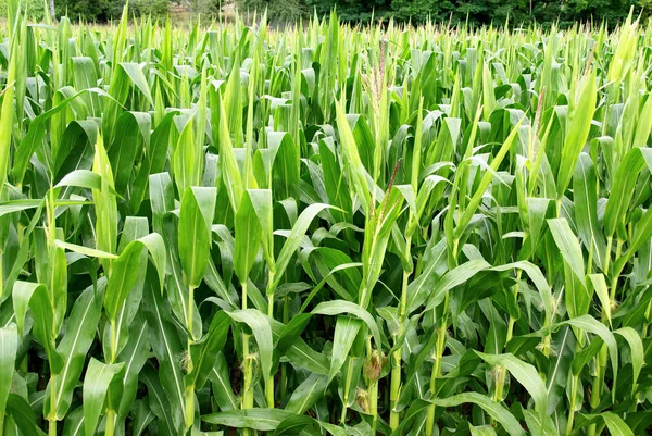Green corn field with long leaves.