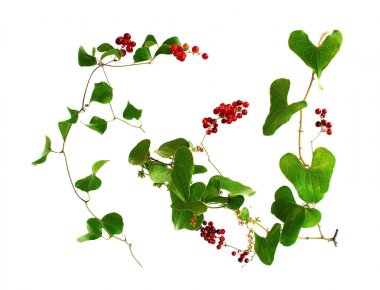     Sarsaparilla stems, white background. Red berries.                     clipart
