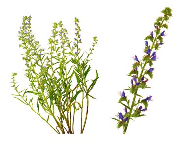                    Beyaz arka plan üzerinde izole çiçeklenme dal ile Viperine bitki.