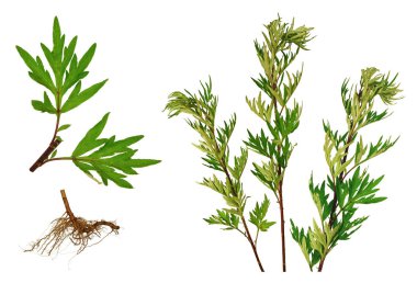                   Sapları ve pelin kökleri, beyaz arka plan