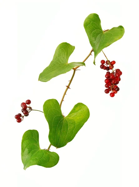 Sarsaparilla sprig çilek ile, beyaz arka plan üzerinde izole                     