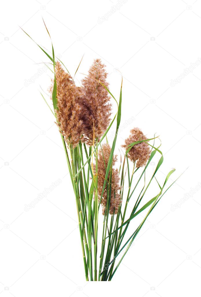              Blooming reed sheaf isolated on white background.