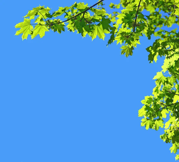 Plain blue sky background framed by green foliage