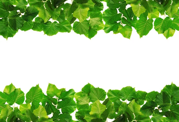 Hojas Tilo Formando Una Doble Fila Verde Alrededor Área Blanca —  Fotos de Stock