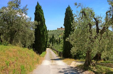 Toskana'da zeytin ağaçları ve selviler