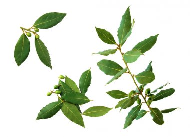 Beyaz arka plan üzerinde lisolated yaprakları ve defne defne