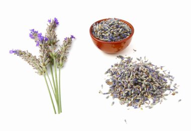 Kurutulmuş lavanta sapları ve çiçekleri. Beyaz arka plan                   
