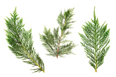 Yeşil thuja sprigs, beyaz arka plan üzerinde izole.                  
