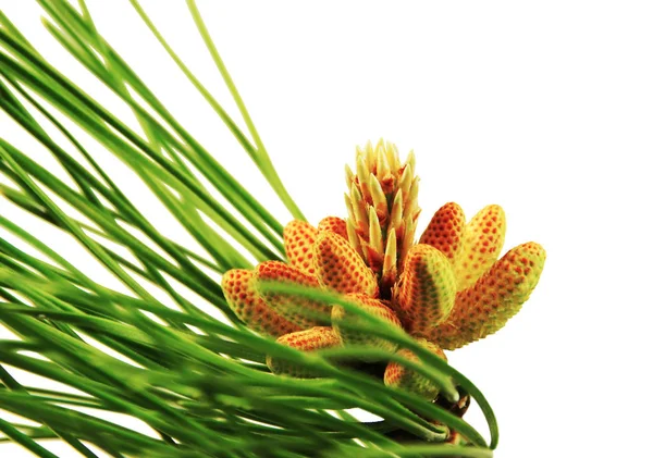 Pine Cones Formation Isolated White Background — Stock Photo, Image