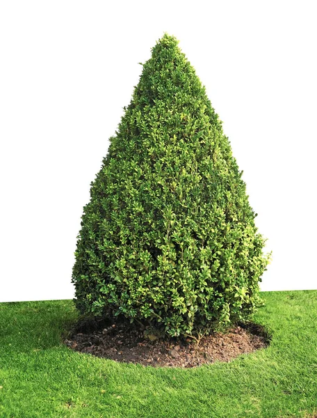 Boxwood Esculpida Forma Cone Gramado Isolado Fundo Branco — Fotografia de Stock