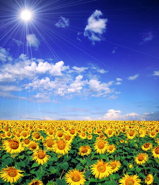 Sonnenblumenfeld Unter Strahlender Sonne Blauem Himmel Bei Schönem Wetter — Stockfoto