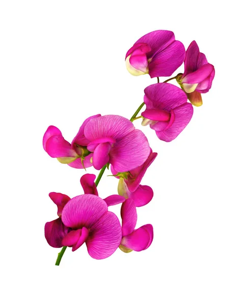 Fialová Květina Rostliny Gesse Izolovaná Bílém Pozadí — Stock fotografie