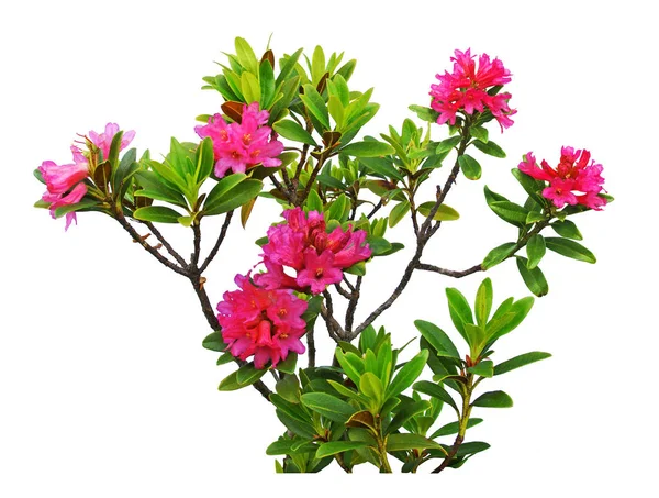 Rhododendron Blühende Pflanze Isoliert Auf Weißem Hintergrund — Stockfoto