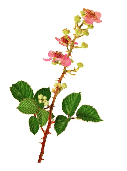 Blommande Stam Bramble Isolerad Vit Bakgrund — Stockfoto