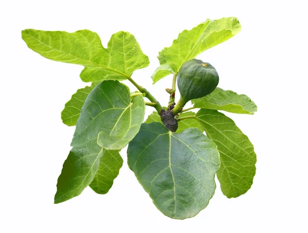 Twig Fig Tree Isolated White Background — Stock fotografie