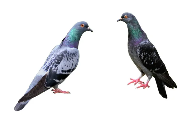 Couple Pigeons Isolés Sur Fond Blanc — Photo