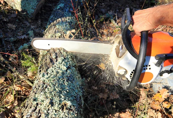 Chainsaw cutting wood for fireplace