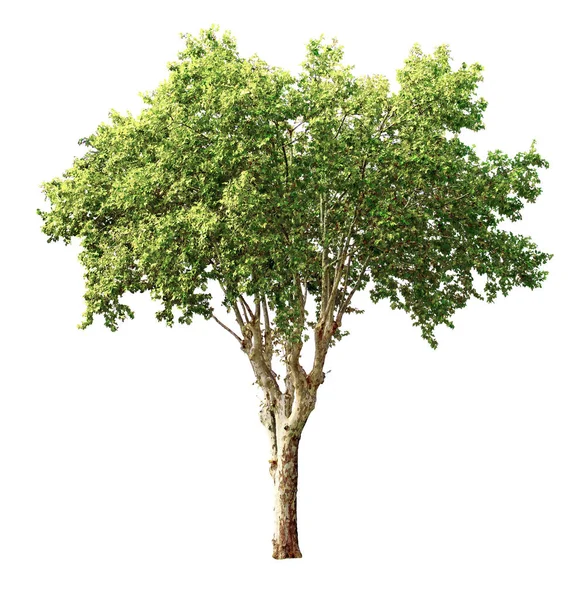 Roviný Strom Dlouhými Větvemi Izolovaný Bílém Pozadí — Stock fotografie