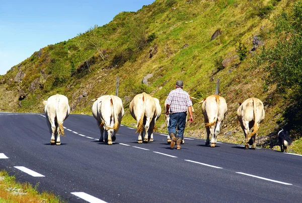 Herd of cows taking a road to go back to the barn.