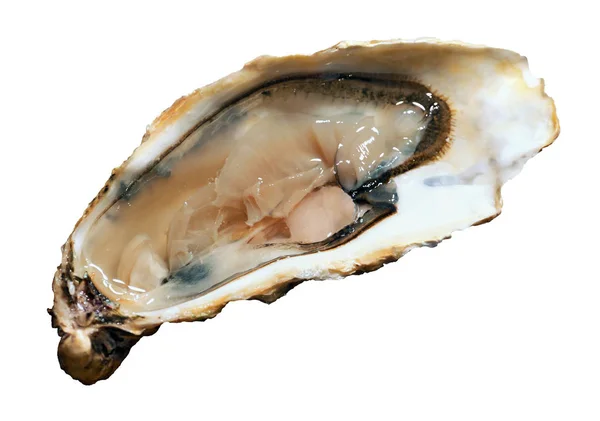 Open Oester Geïsoleerd Waarom Achtergrond — Stockfoto