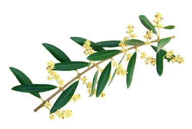 Beyaz arka planda izole edilmiş süslü zeytin dalı.                 
