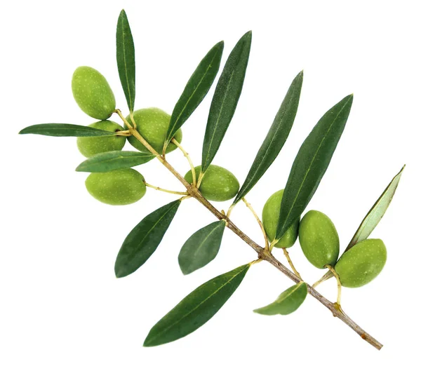 Yeşil zeytin beyaz arka plan üzerinde izole bir dal boyunca yayıldı.                  