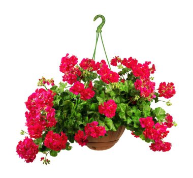 Pot of red geranium on a white background     clipart