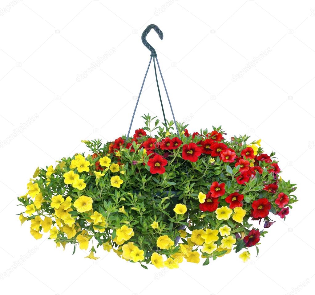 Pot of petunias to hang, isolated on white background.                