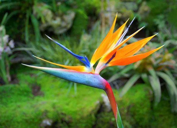 Bunte Blume Der Strelitzien Auch Paradiesvogel Genannt — Stockfoto