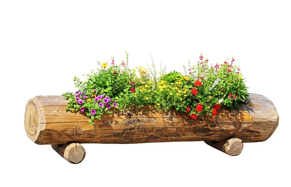 Holzblumenkasten Einen Baumstamm Geschnitzt Und Isoliert Auf Weißem Hintergrund — Stockfoto