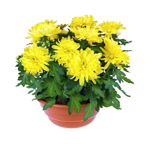 Pot Chrysanthèmes Jaunes Isolé Sur Fond Blanc — Photo