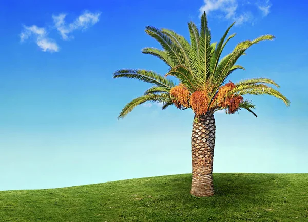 Palmera Aislada Césped Verde Sobre Fondo Cielo Azul — Foto de Stock