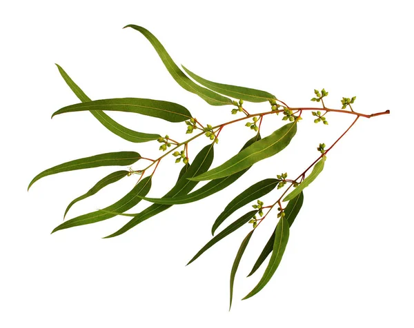 Eukaliptusa Gałązka Liści Owoców Białym Tle — Zdjęcie stockowe