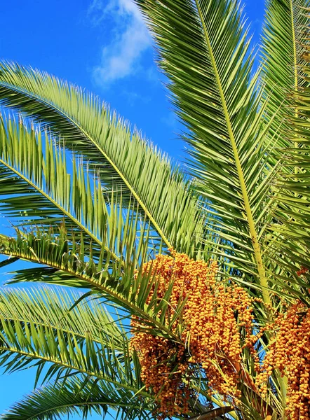 Dates and leaves of palm tree on blue sky background.