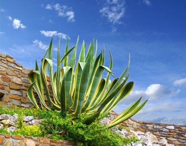 Yeşil agav mavi gökyüzü bir arka plan karşı bir taş duvar önünde.                     