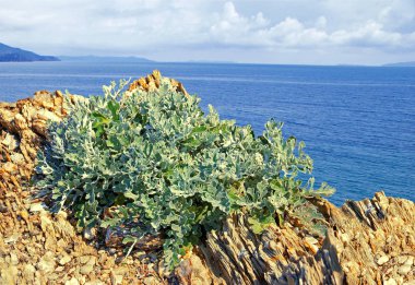 Akdeniz kayaüzerinde jüpiter bitki sakalı. 