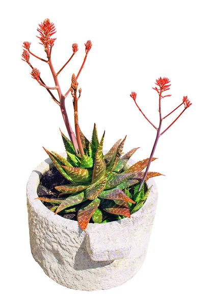 芦荟植物在石托盘隔离在白色背景 — 图库照片