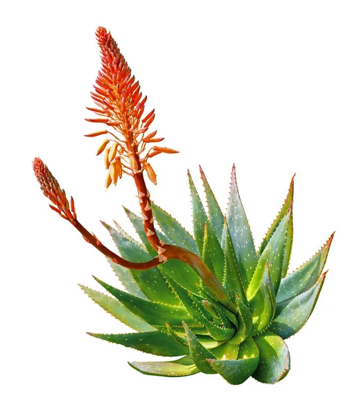 Beyaz arka plan üzerinde izole çiçek Aloe vera bitki.                      