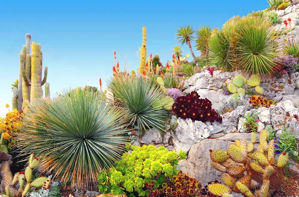 Cactus Dans Jardin Rochers Sur Fond Ciel Été — Photo